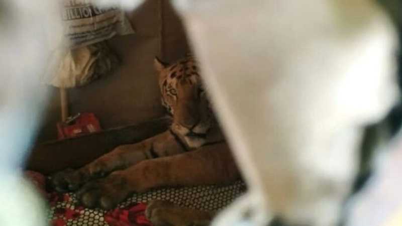 Homem encontra tigresa dormindo em sua cama na Índia