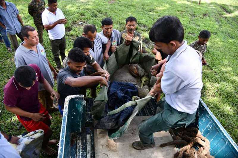Vídeo: filhote de rinoceronte é resgatado de inundação na Índia