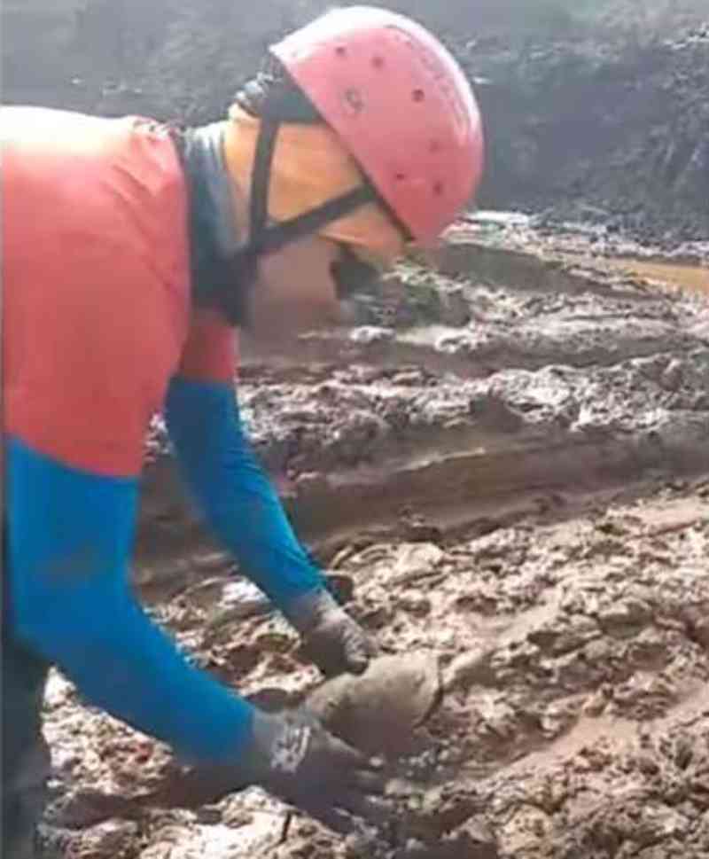 Cágado é encontrado em rejeito de minério em Brumadinho, MG; veja vídeo
