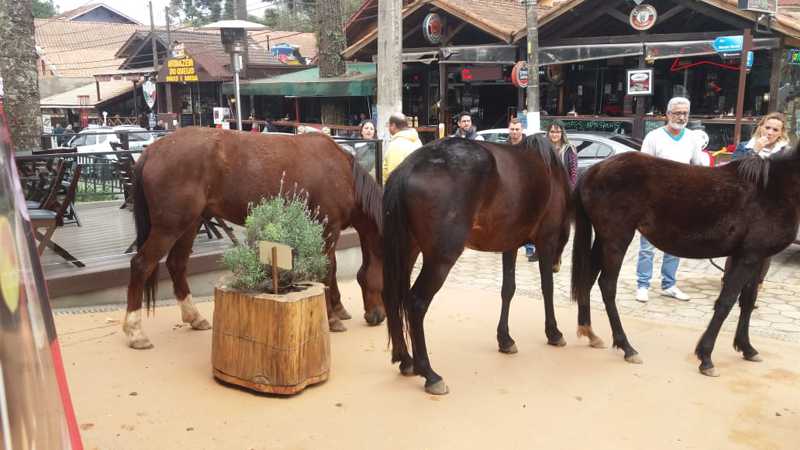 Abandono e maus-tratos de cavalos são retrato de triste realidade na bela Monte Verde, MG