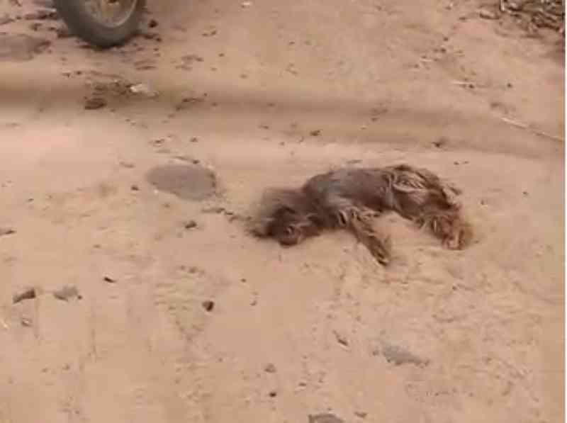 Cadela doente é abandonada para morrer em Campo Grande, MS