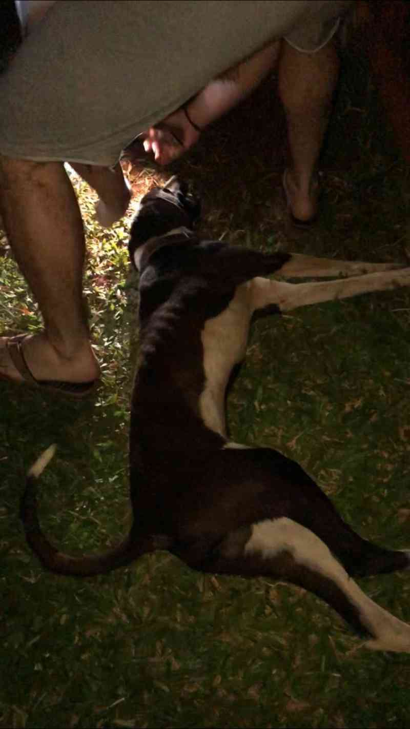 PMA autua infrator por maus-tratos a cão em Amambai, MS