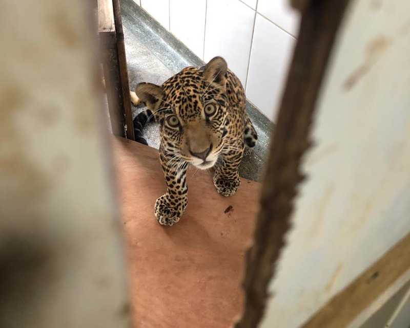 Animal foi transferido de MT para um centro de reabilitação de animais em Goiás — Foto: Arquivo pessoal