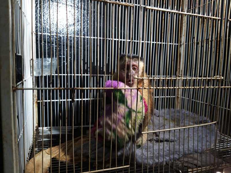Macaco-prego é encontrado preso em gaiola, sem água e comida em MT; veja vídeo