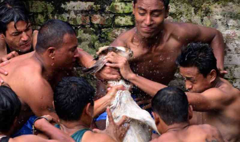 Deopokhari Festival: o ritual que tortura uma cabra até a morte em agosto no Nepal