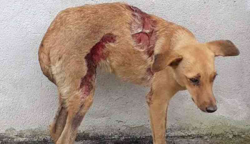 Protetores procuram cão ferido fotografado na Cohab I, em Belo Jardim, PE