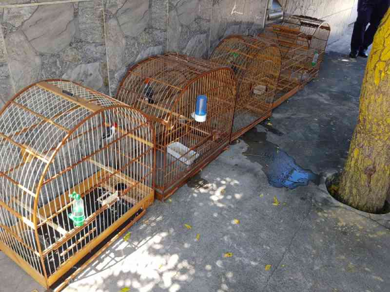 Polícia Ambiental apreende 23 pássaros silvestres em gaiolas na zona sul de Teresina, PI