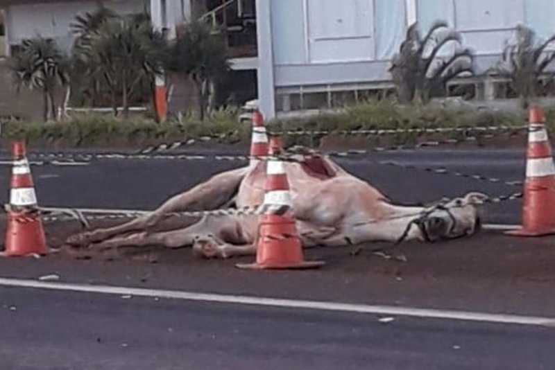 Cavalo morre após ser atropelado por caminhonete na BR-376, em Paranavaí, PR