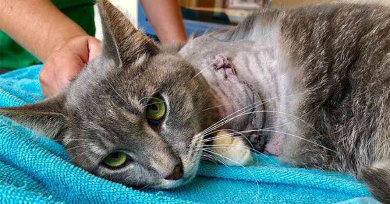 Grande recompensa oferecida no caso de gato que perdeu a pata em pegadinha com bombinhas: ‘Pessoa perigosa à solta’