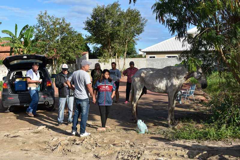 Cavalo é abandonado em Maricá (RJ) e moradores se mobilizam para ajudar