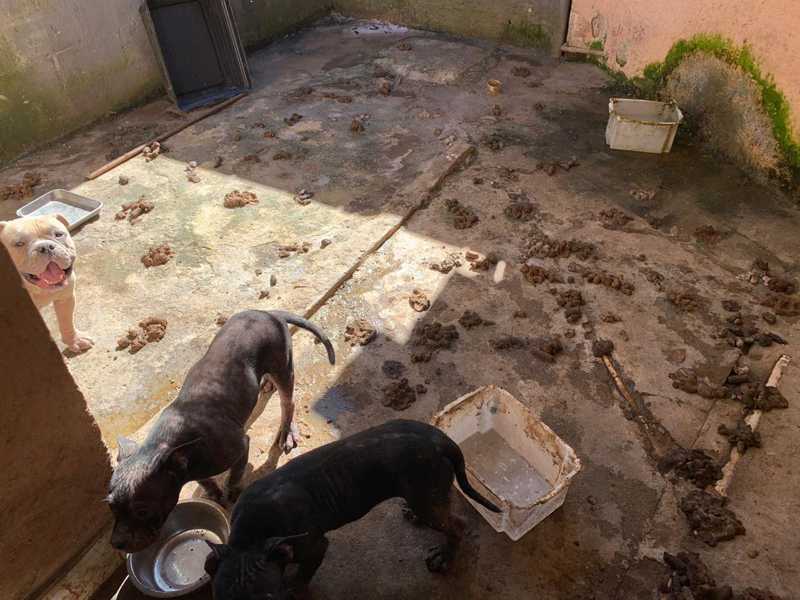 Casa em Vargem Pequena fora abandonada pelo locatário, com os animais dentro — Foto: Reprodução/Gabinete do vereador Luiz Carlos Ramos Filho