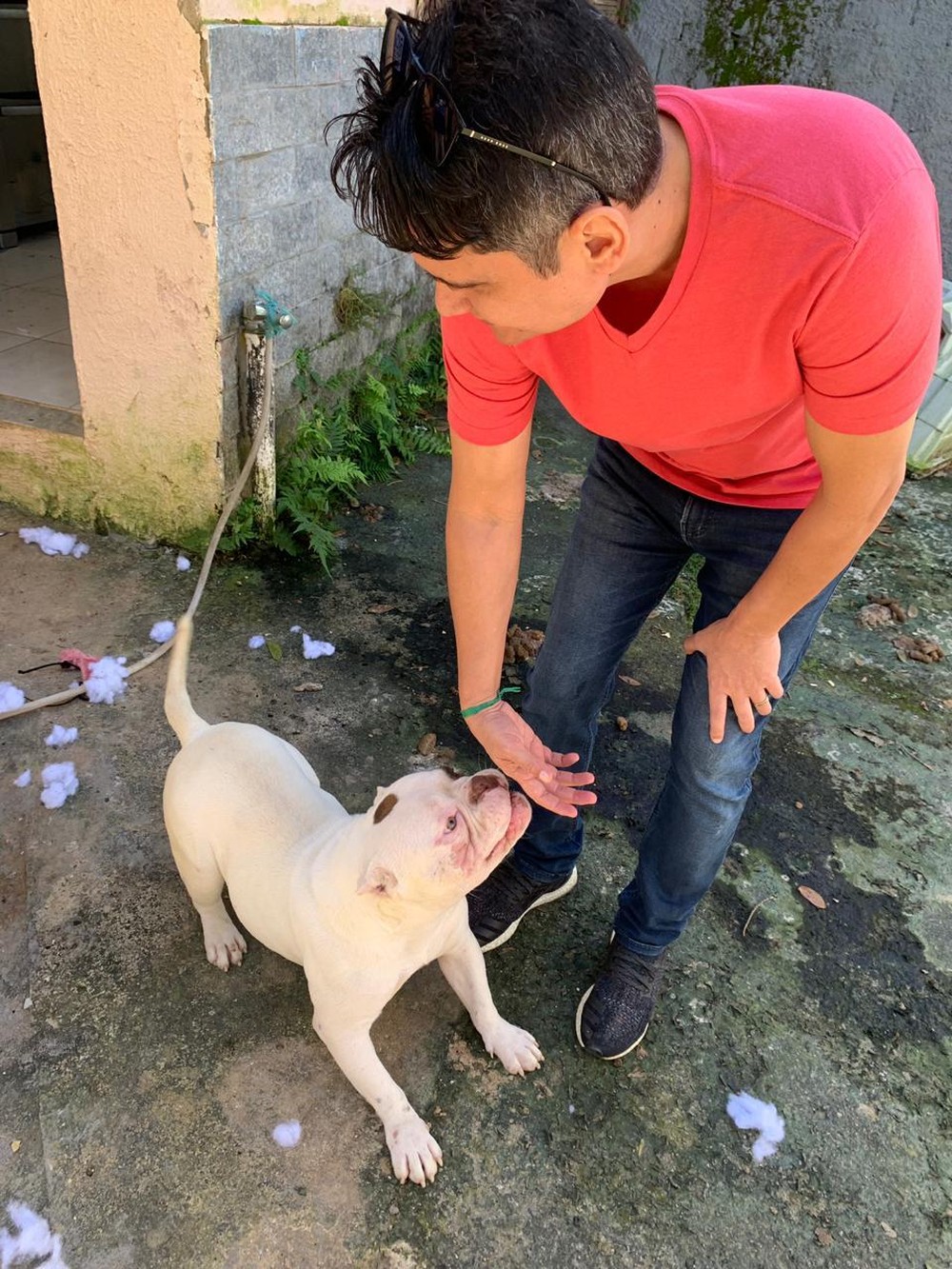 Cães de Vargem Pequena serão postos para adoção após tratamento — Foto: Divulgação/Gabinete do vereador Luiz Carlos Ramos Filho