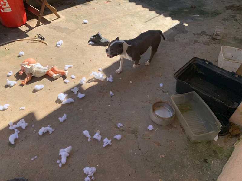 Vizinhos denunciaram que os cães estavam sem comida há vários dias — Foto: Divulgação/Gabinete do vereador Luiz Carlos Ramos Filho