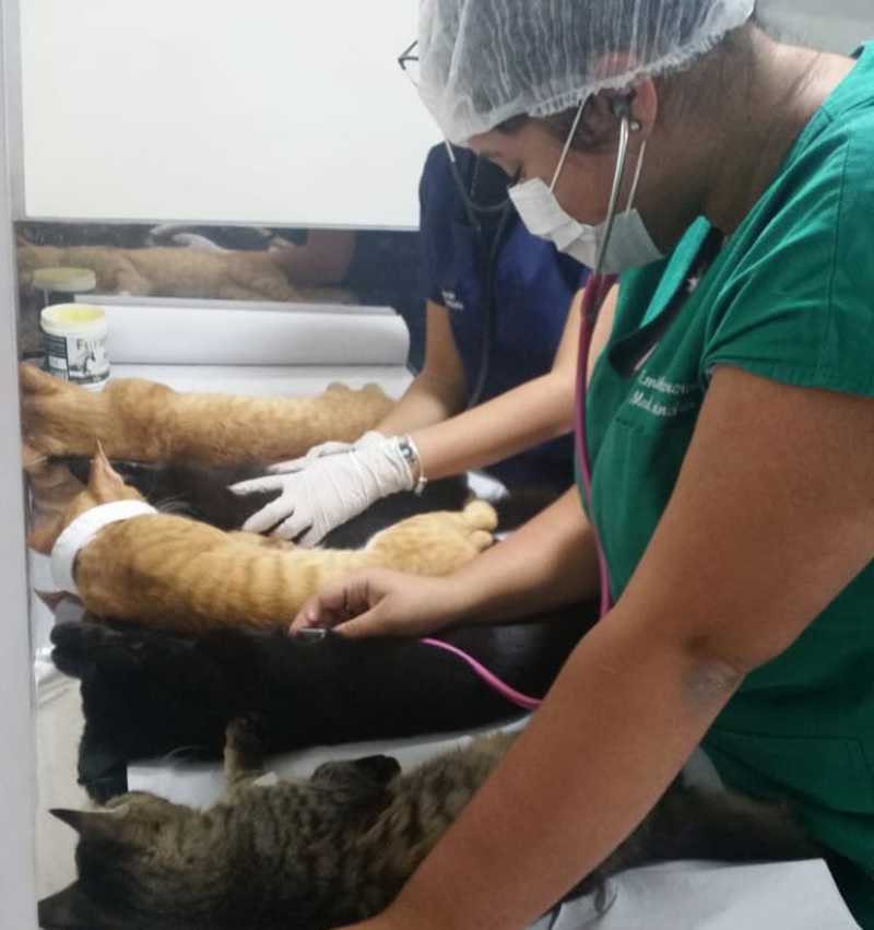 A última ação atendeu 108 gatos no Centro de Zoonoses de Natal — Foto: Divulgação