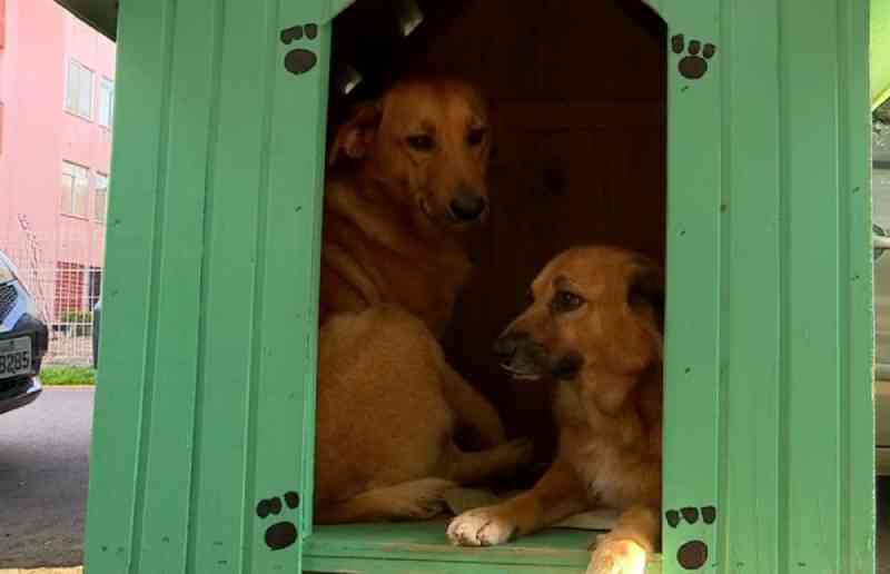 Justiça suspende remoção de casinhas de cachorro determinada pela Prefeitura de Porto Alegre, RS