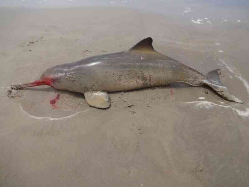 Pesquisadores encontram toninhas mortas na Praia do Mar Grosso, em São José do Norte, RS