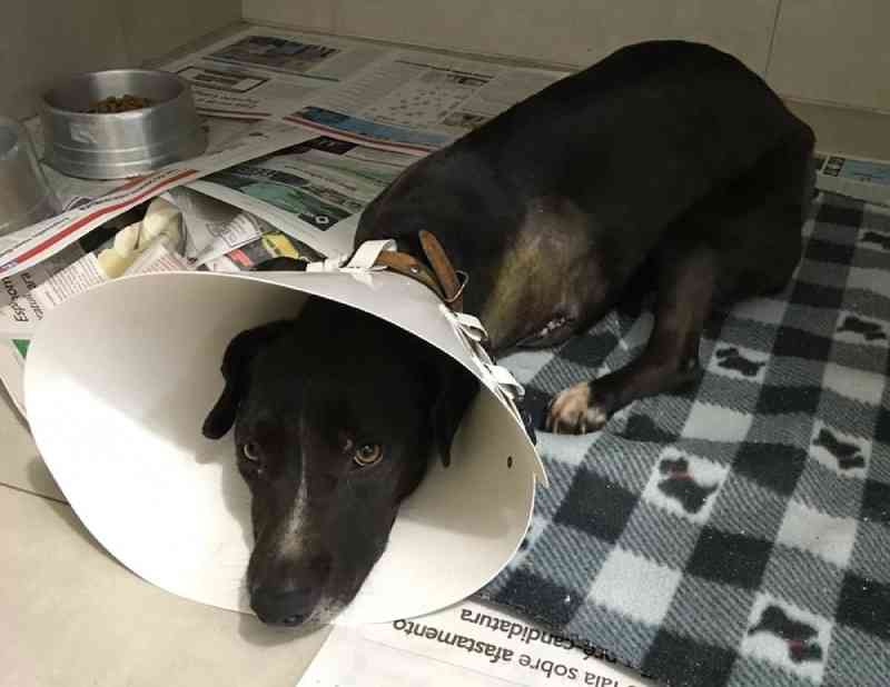 Cachorrinha é mutilada durante furto a residência em Teutônia, RS; polícia investiga