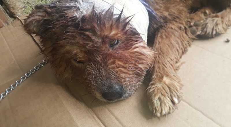 Cão é encontrado orelha mutilada em Araricá, RS