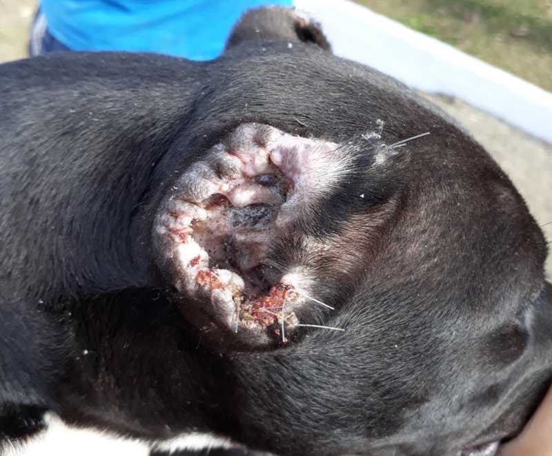 Cães com orelhas e línguas cortadas são apreendidos em canil e criador é preso em Lafaiete, MG