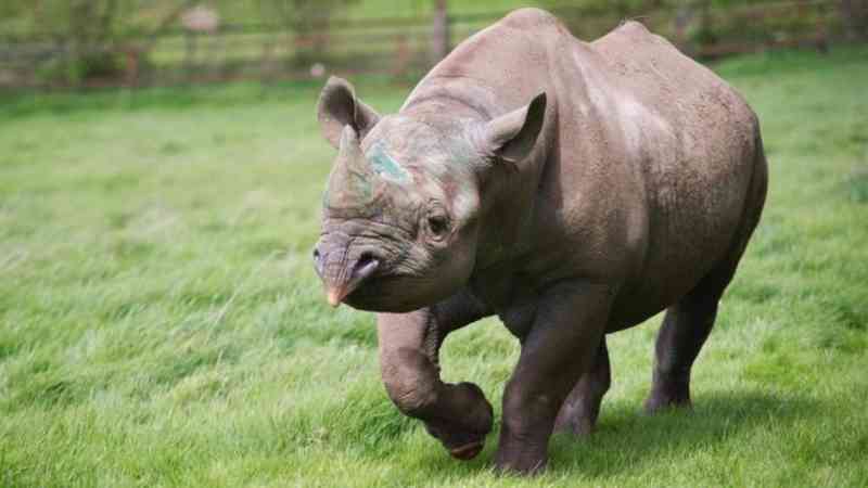 Rinoceronte-negro morre momentos antes de ser libertado na natureza