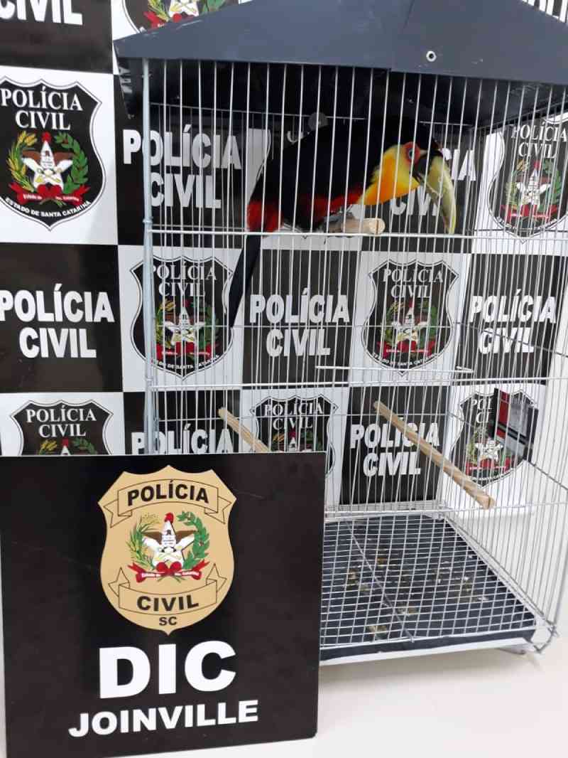 Homem é detido com aves silvestres que seriam vendidas irregularmente em Joinville, SC