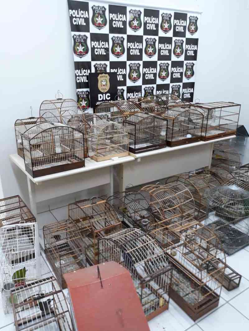 Homem é preso e 47 aves silvestres são apreendidas em Joinville, SC