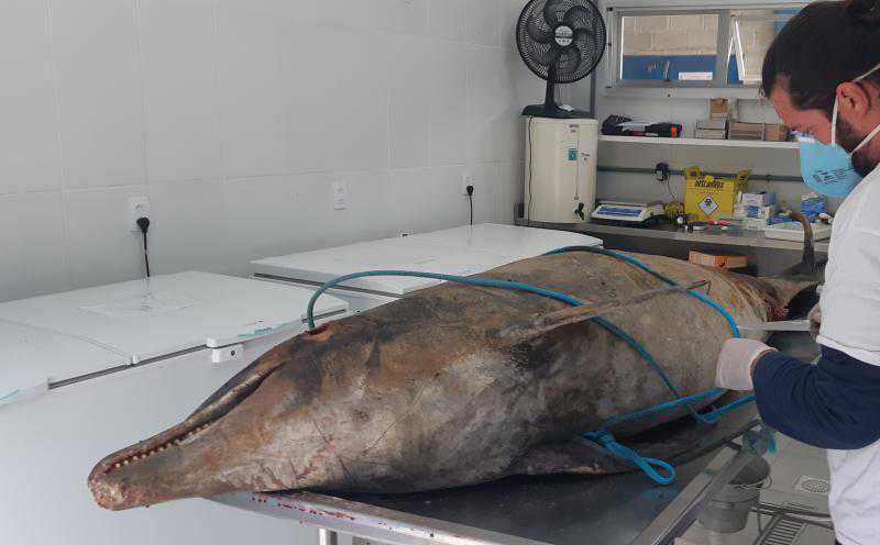 Golfinho-nariz-de-garrafa é encontrado morto na Praia Brava, em Florianópolis