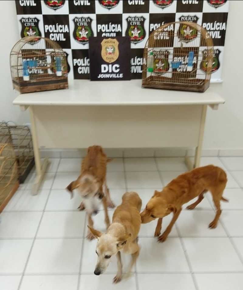 Foram resgatados três cães e duas aves silvestres — Foto: Polícia Civil/Divulgação