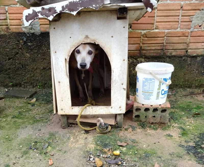 Animais foram resgatados em Joinville — Foto: Polícia Civil/Divulgação