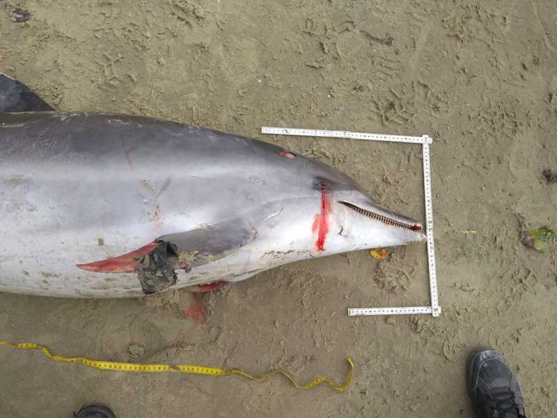 Golfinho encontrado apresentava vários ferimentos de rede — Foto: Grupo de Operações e Resgate GOR