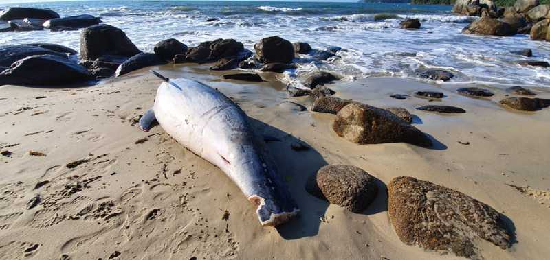 Golfinho, pinguim e tartaruga são encontrados mortos em praia de Porto Belo, SC