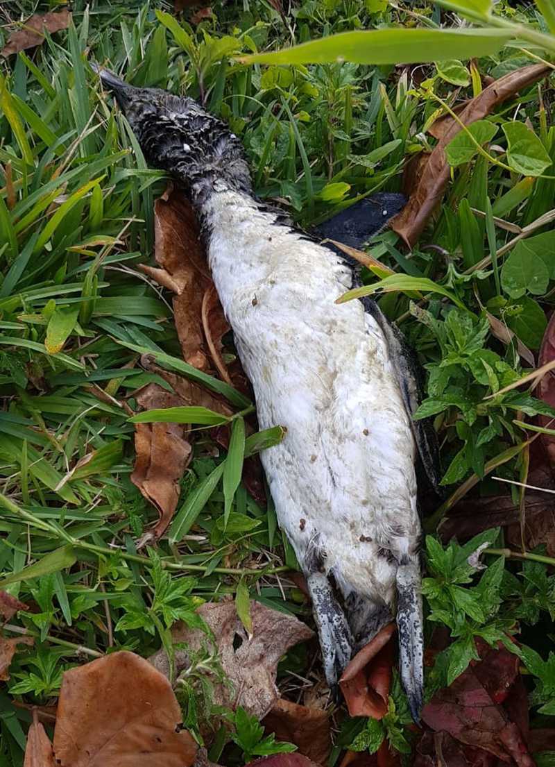 Pinguim estava morto há mais tempo mas as suspeitas são de que tenha ficado preso em rede ilegal — Foto: Grupo de Operações e Resgate GOR