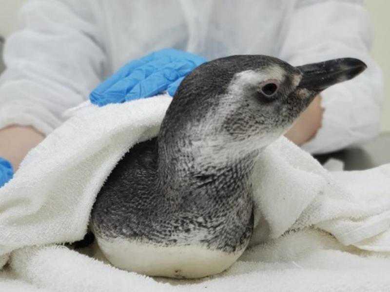O animal foi encaminhado para tratamento na Unidade de Estabilização de animais marinhos da Univille(Foto: divulgação, Univille)