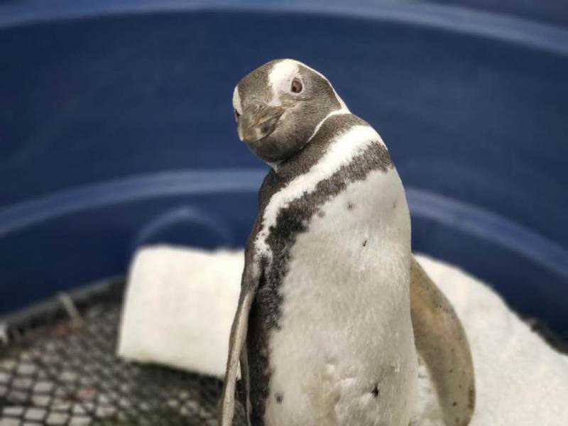 Pinguim é resgatado em praia de São Francisco do Sul, SC