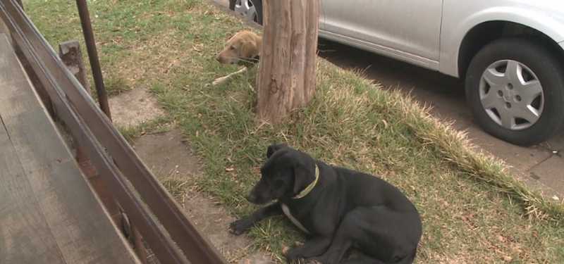 Após tutora ser internada, cães estão há uma semana em frente a hospital de SC