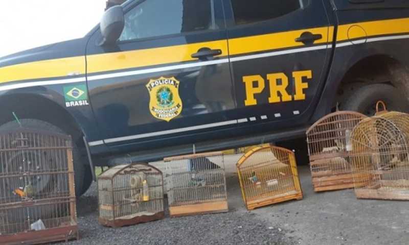 Animais silvestres são apreendidos pela PRF em Umbaúba, SE