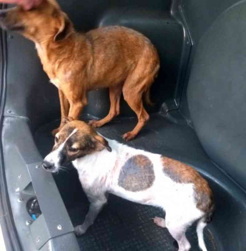 Polícia Ambiental volta a flagrar maus-tratos em chácara de Álvares Machado (SP) e resgata mais três cães
