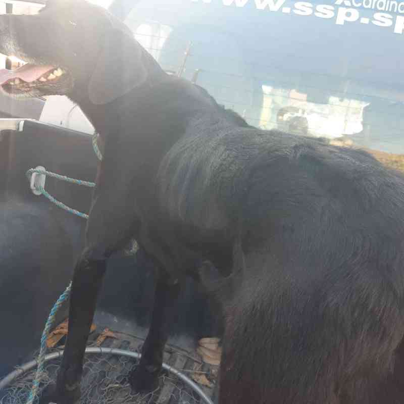 Cachorro em condições de maus-tratos é resgatado e tutora recebe multa de R$ 3 mil em Caraguatatuba, SP