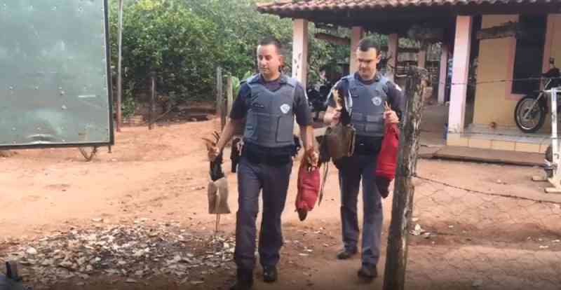 Polícia resgata 72 aves e autua 11 pessoas em rinha de galo em fazenda de Ibirá, SP