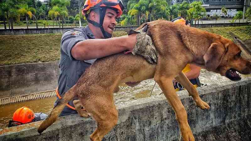Bombeiros se mobilizam para resgatar cachorro que caiu em rio de Jundiaí, SP; vídeo