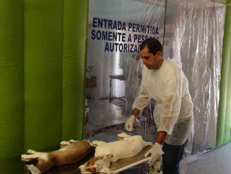 Pedidos de castração de animais passam a ser feitos em unidades de saúde de Piracicaba, SP