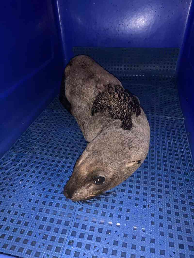 Lobo-marinho desnutrido é resgatado após ser flagrado ‘descansando’ em pedra no litoral de SP