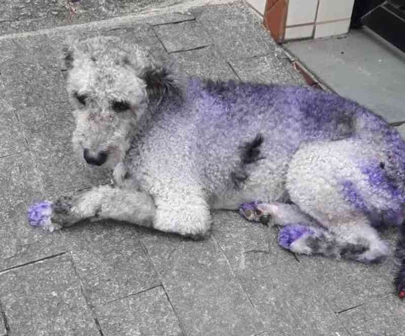Vacina para cães contra a leishmaniose está liberada em Santos, SP