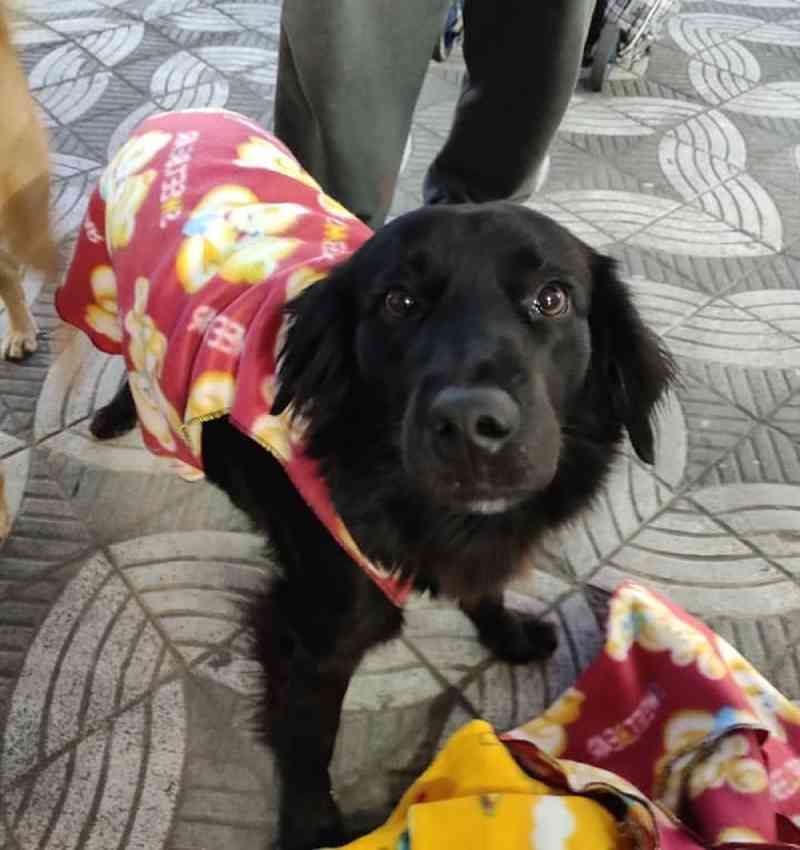 Costureira faz roupas para cachorros de morador de rua em São Roque, SP: ‘Gratificante’