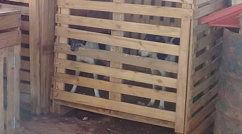 Após denúncia, Polícia Ambiental encontra cães em gaiolas e aplica multa de R$ 60 mil em SP