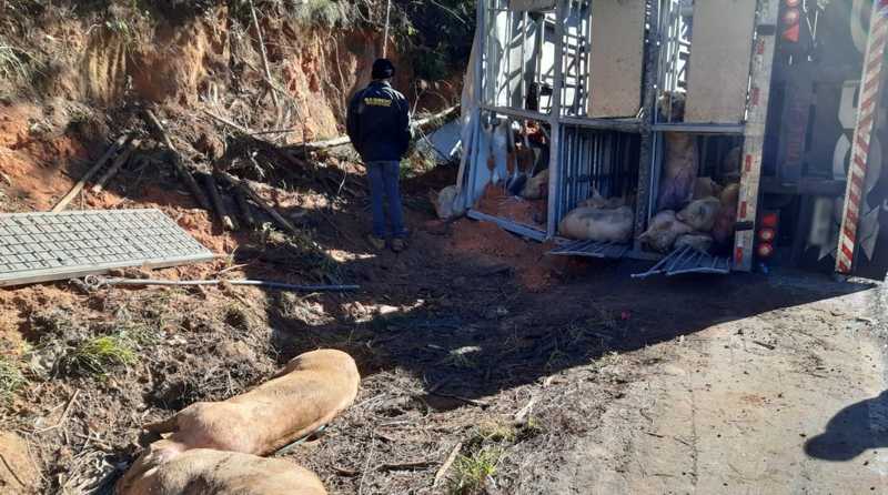 Carreta com porcos tomba e animais morrem em rodovia entre Campina do Monte Alegre e Buri, SP
