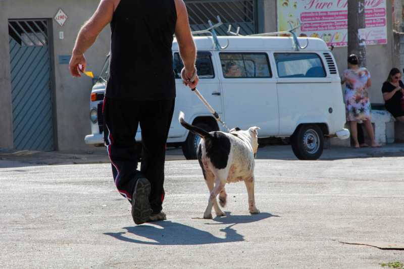 Prefeitura de Itapevi (SP) resgata cão vítima de maus-tratos