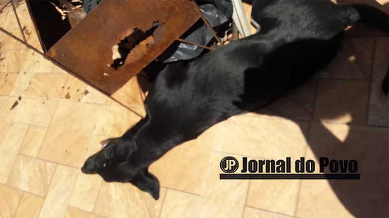 Protetora resgata cachorra com convulsões e agonizando sob o sol, em Marília, SP