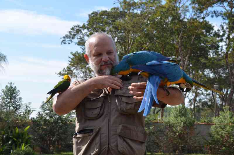 Professor desenvolve projeto para que aves criadas em cativeiro possam voar na natureza