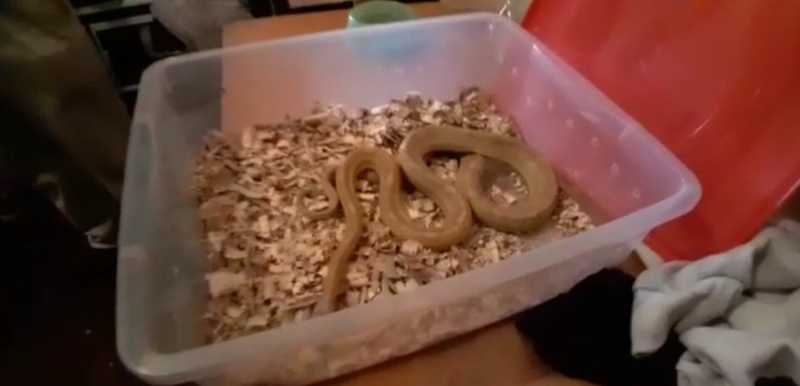 ONG recolhe quase 200 serpentes que seriam vendidas ilegalmente e enviadas pelo correio